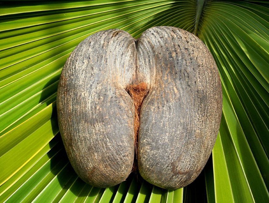 Double Coconut1